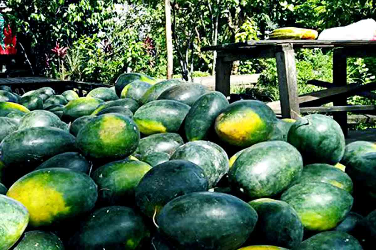 Pupuk Dasar - Cara menanam semangka inul agar berbuah besar yang penting untuk penggemburan