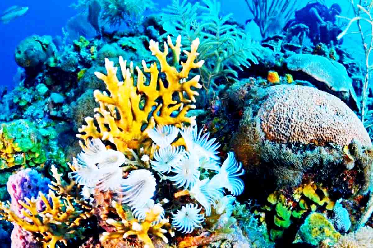 Tempat Tinggal Utama – Apa yang dimaksud dengan terumbu karang bagi ekosistem laut?