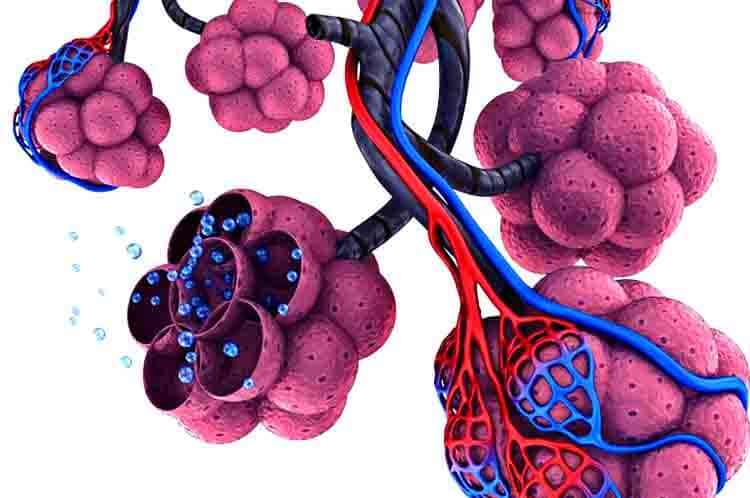 Alveoli - Sistem pernapasan pada manusia beserta fungsinya untuk menyaring udara