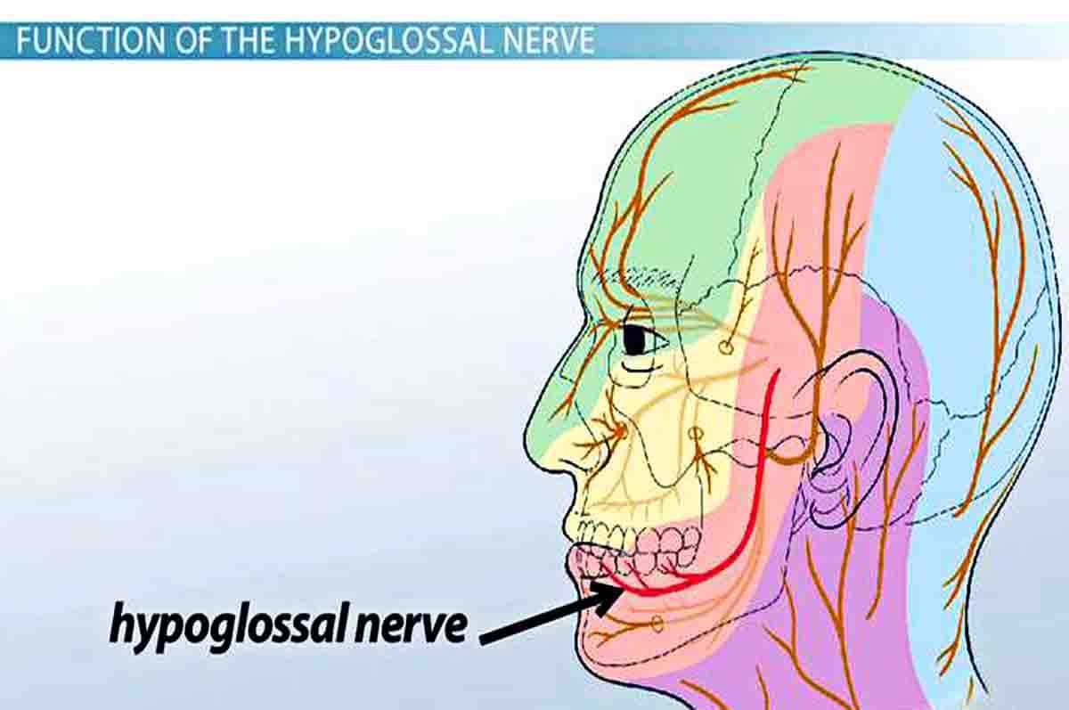 Hipoglosus - Sistem Saraf Pusat Terdiri pada pengendali lidah