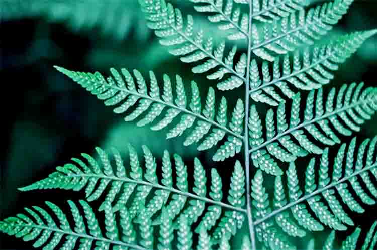 Pembuluh yang Berkormus – Info pada tumbuhan paku spora akan berkembang membentuk pembuluh