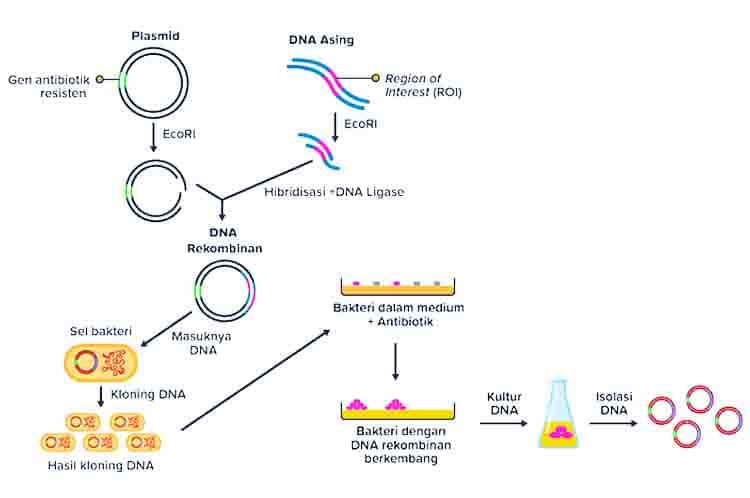 Insulin - Peran Plasmid Dalam Rekayasa Genetika untuk penelitian