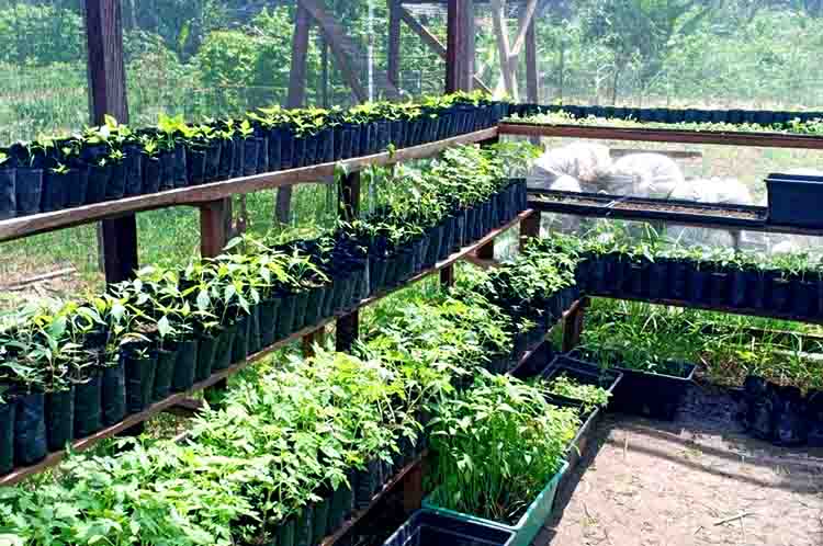 Pilih Bibit Berkualitas - Cara membuat kebun sayur di pekarangan rumah step keenam