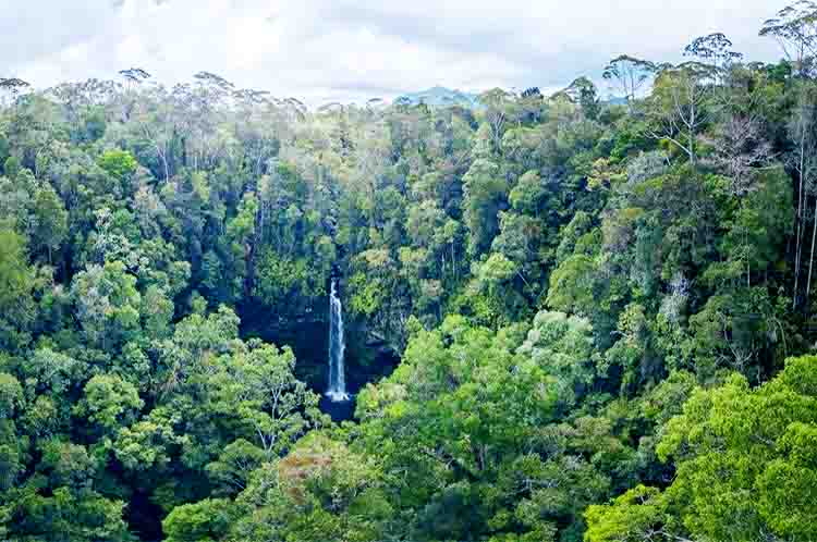 Sumatra - Hutan hujan tropis terluas di Indonesia adalah rumah untuk satwa khas Asia di pulau ini