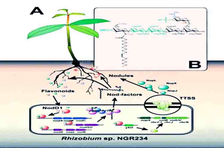 Sintesis Pigmen Fotosintesis - Peran Plasmid Bagi Rekayasa Genetika untuk memaksimalkan proses pemasakan buat tumbuhan