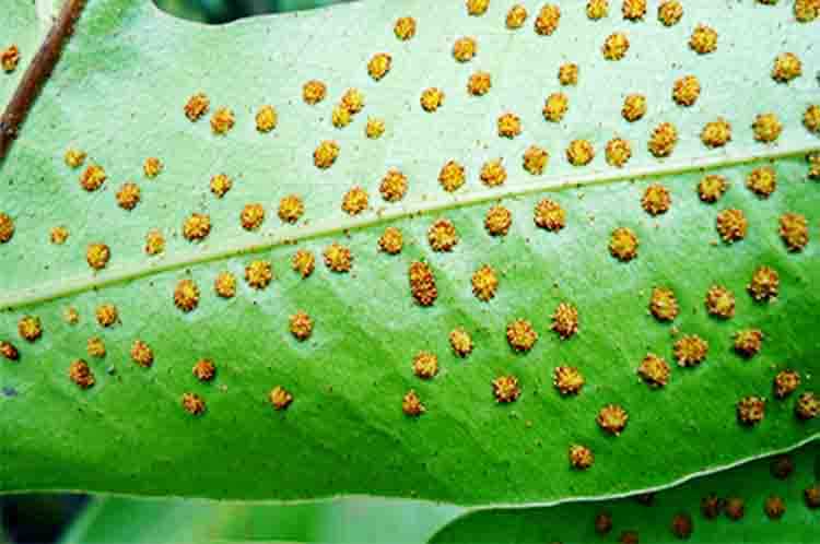 Sorus – Info untuk tumbuhan paku spora akan berkembangnya membentuk sporofil melalui daun fertil yang memiliki sorus