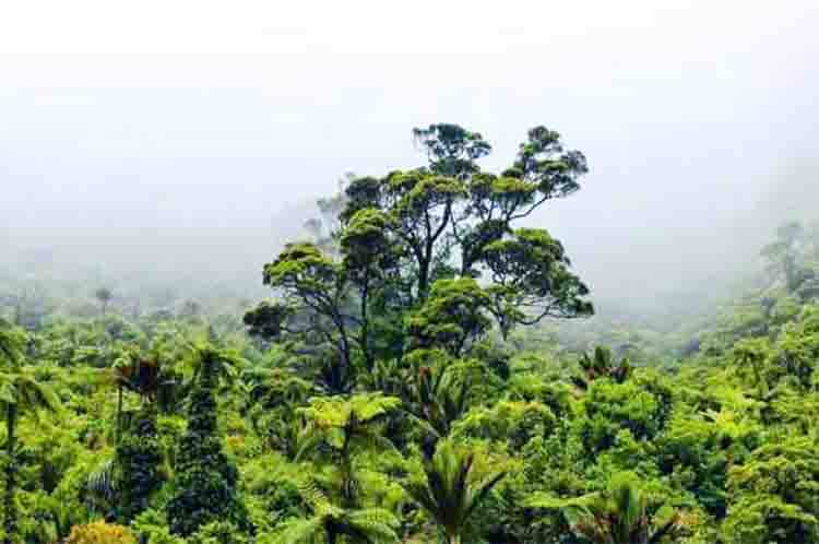 Cara Melindungi Hutan Agar Tidak Musnah - Hutan hujan tropis paling luas di Indonesia adalah kewajiban semua orang untuk dilindungi