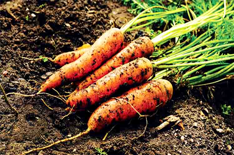 Menyimpan Makanan - Fungsi akar pada tanaman wortel adalah tempat menyimpan makanan