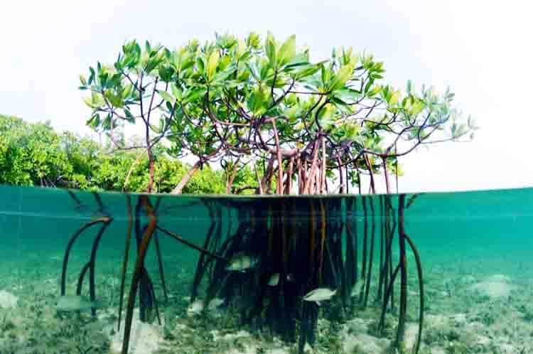 tumbuhan bakau memiliki akar napas yang berfungsi untuk