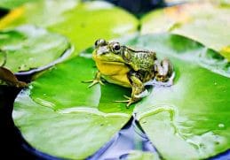 Bertelur - Cara berkembang biak katak step pertama