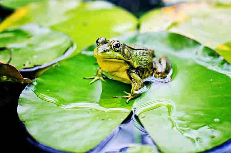 Bertelur - Cara berkembang biak katak step pertama
