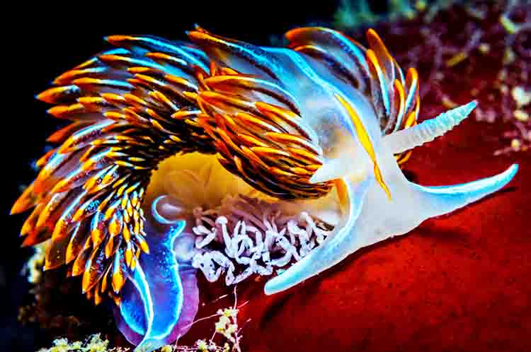 Nudibranchia - Siput laut tanpa cangkang yang sering disebut siput laut