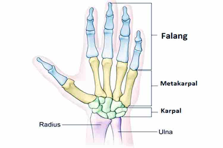 Tulang Karpal - Tulang telapak tangan dan fungsinya yang berjumlah 8
