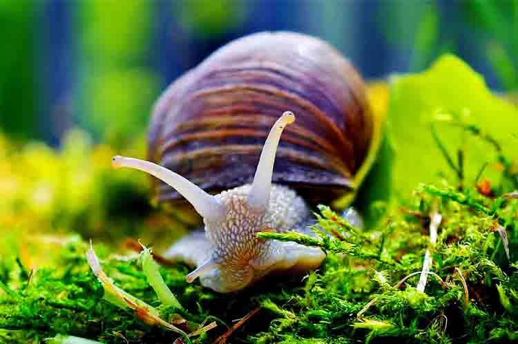 Kreco - Contoh hewan gastropoda yang hidup di sawah