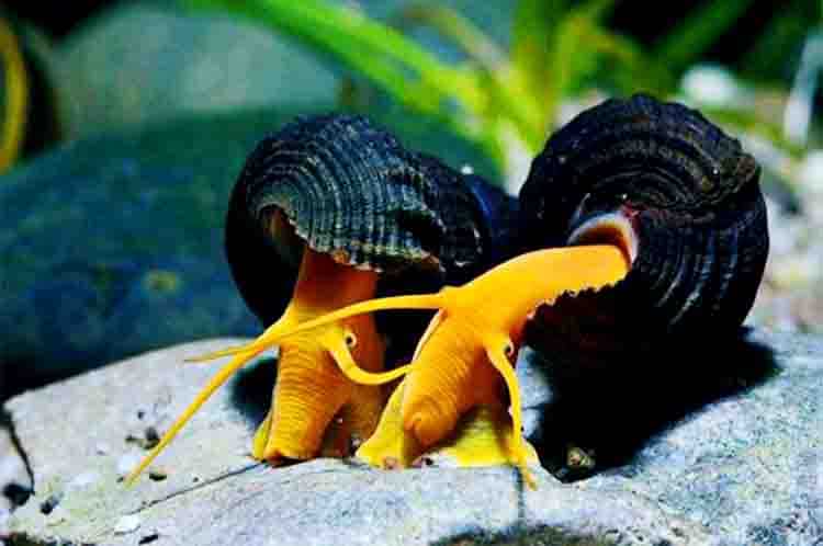 Keong Kelinci - Contohnya hewan gastropoda yang imut