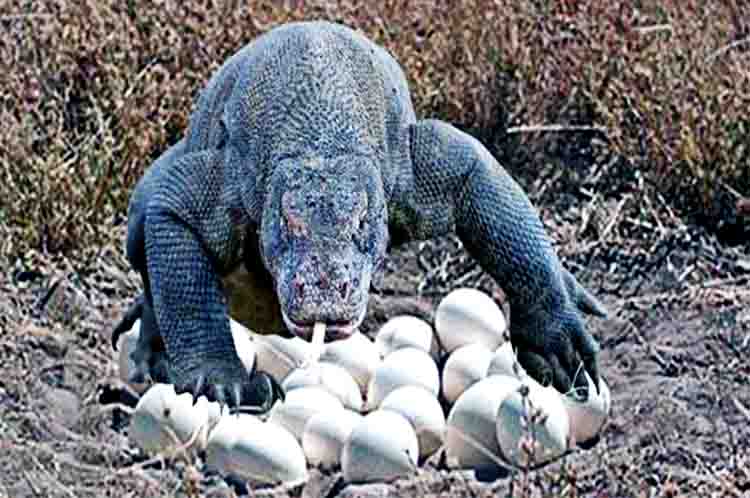 Eram Telur - Komodo asalnya dari Negara yang memberikan kesempatan hidup dan penangkaran