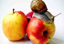 Buah Apel - Makanan bekicot agar cepat besar yang mengandung banyak vitamin
