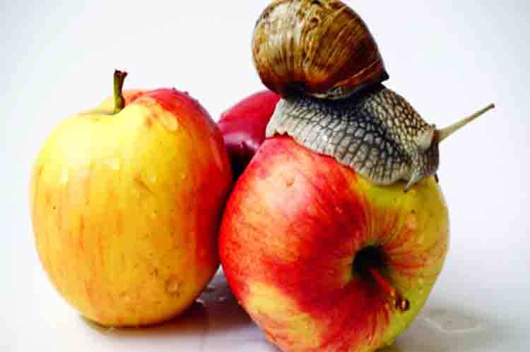 Buah Apel - Makanan bekicot agar cepat besar yang mengandung banyak vitamin