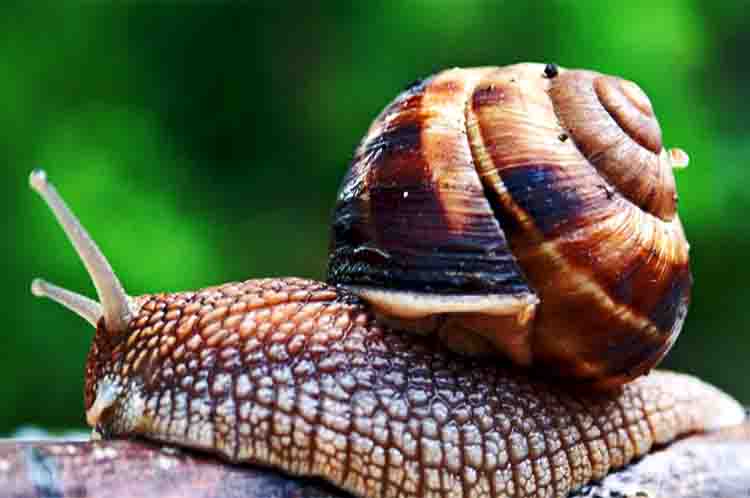 Mantel - Struktur tubuhnya gastropoda yang fungsinya untuk melindungi tubuh
