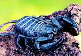 Black Hair Scorpion - Jenis kalajengking di Indonesia yang hidup di bawah kulit kayu