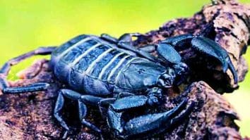 Black Hair Scorpion - Jenis kalajengking di Indonesia yang hidup di bawah kulit kayu