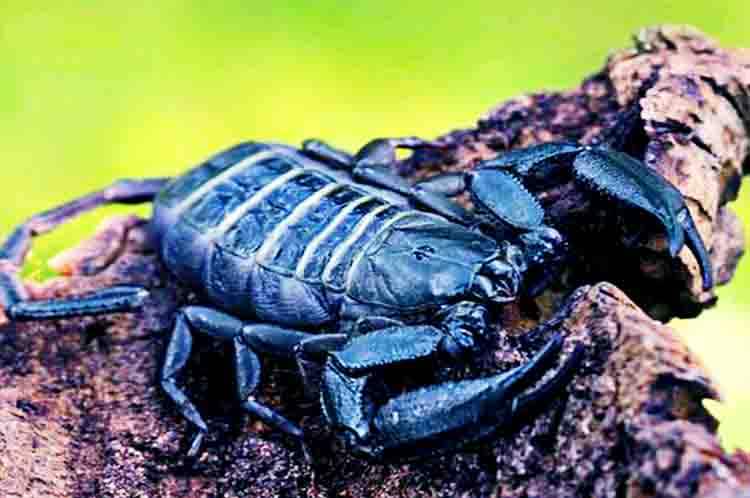 Black Hair Scorpion - Jenis kalajengking di Indonesia yang hidup di bawah kulit kayu