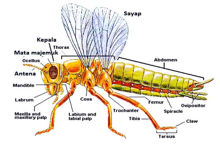 Otak - Alat pernapasan serangga terdiri dari sistem pengendali
