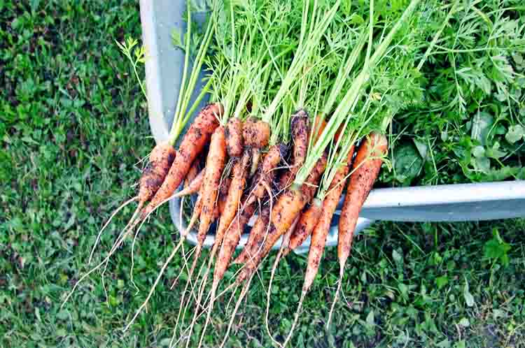 Alat Bertumbuh Awal - Fungsi akar pada tanaman wortel adalah sebagai alat menumbuhkan tunas