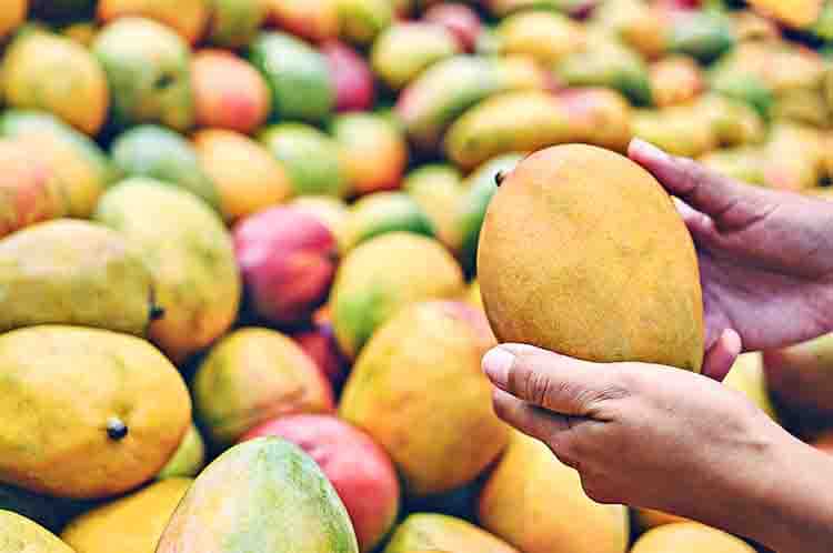 Mango Beras Ketan - Kalori 1 buah mangga yang mengenyangkan