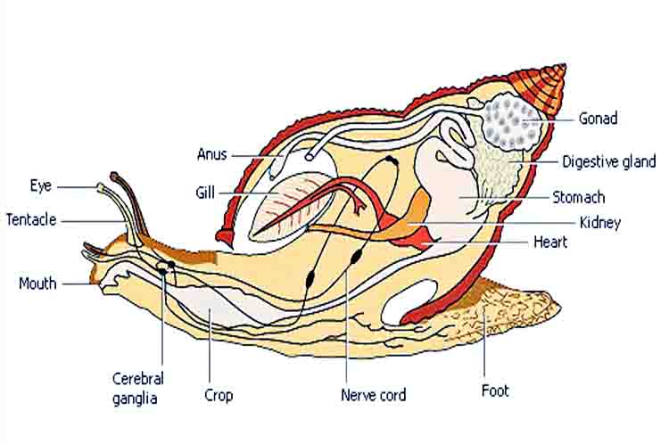 5. Mata - Struktur tubuh gastropoda yang dipakai untuk melihat