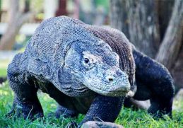 Dapat Berkamuflase - Komodo berasal dari Negara Indonesia dan pandai menyesuaikan diri