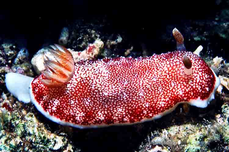 Goniobranchus Reticulatus - Siput laut tanpa cangkang yang ukurannya sangat kecil