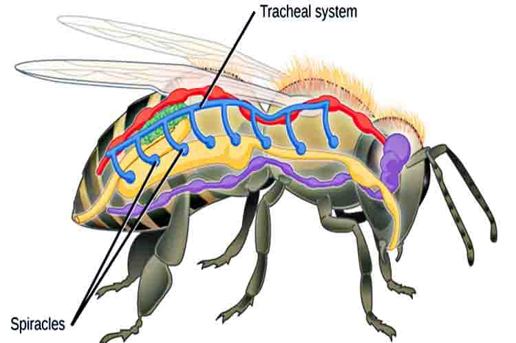 Spirakel  - Alat pernapasan serangga terdiri dari bagian berpasangan