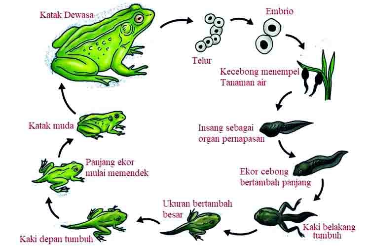 Katak Muda Telah Memiliki Kaki -  Caranya berkembang biak katak step kesembilan