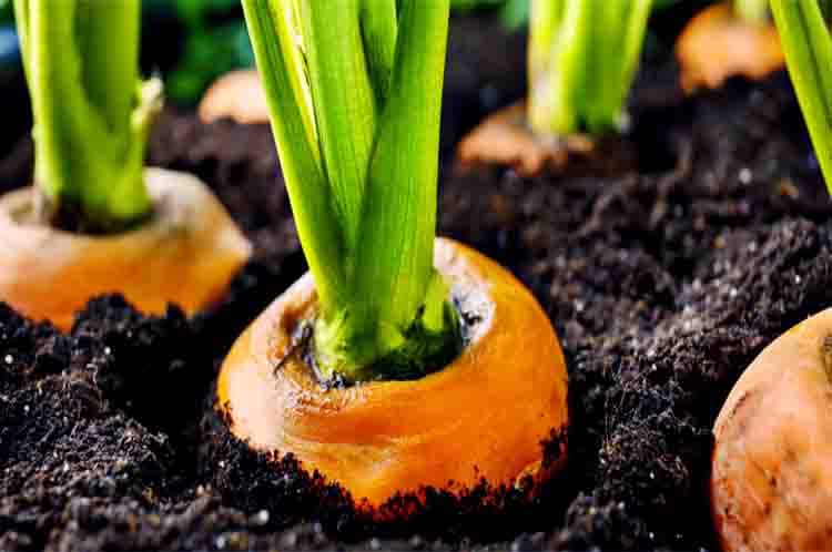 7. Respirasi - Fungsi akar pada tanaman wortel adalah untuk pernapasan