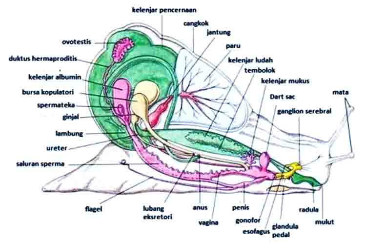 Ginjal - Wujud tubuh gastropoda yang fungsinya untuk sistem ekskresi