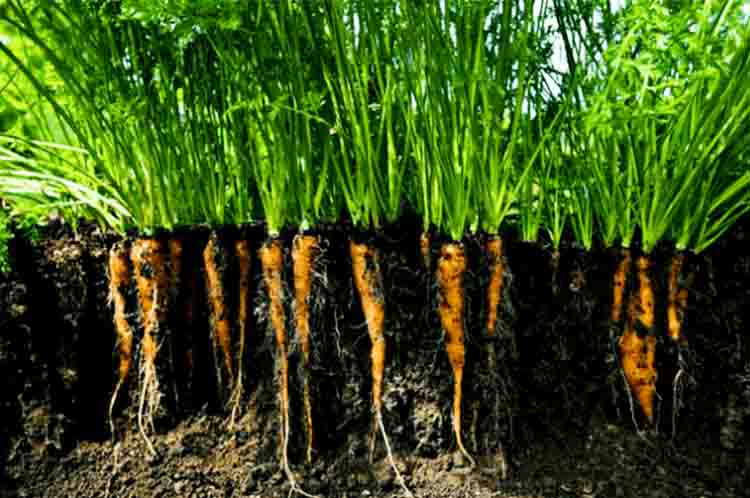 Gerakan Tanaman - Fungsi akar pada tanaman wortel adalah membuat tanaman bergerak dengan stabil