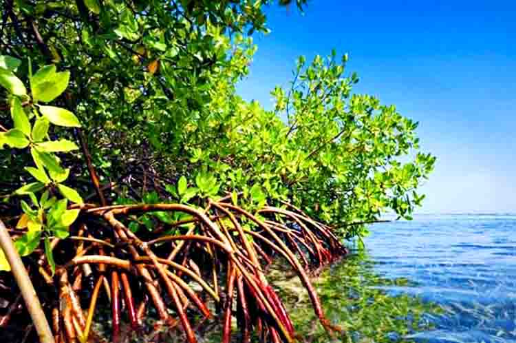 Ekosistem Hewan dan Tumbuhan - Fakta tanaman bakau memiliki akar napas yang berfungsi buat memaksimalkan keseimbangan biota laut