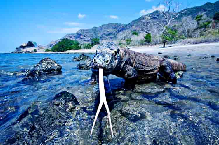 Bisa Berenang - Komodo asalnya dari Negara kepulauan