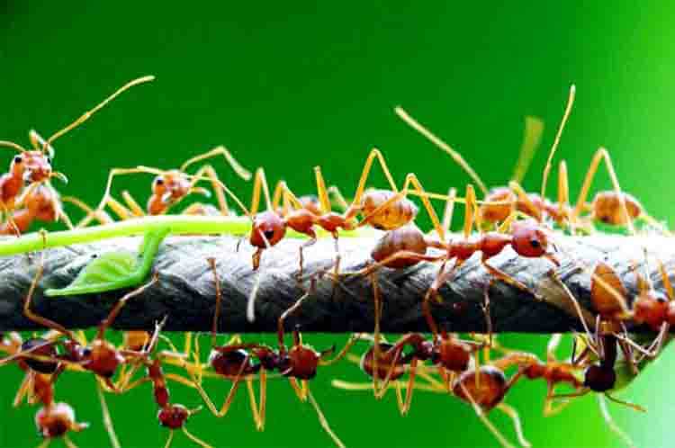 Kenalan Dulu dengan Semut - Semut bernapas dengan alat pernapasan sesuai identitas biologisnya