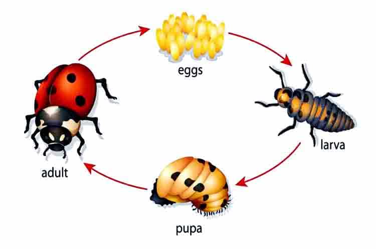 Pengertian Metamorfosis Kepik - Apa saja yang dimaksud dengan metamorfosis ladybugs?