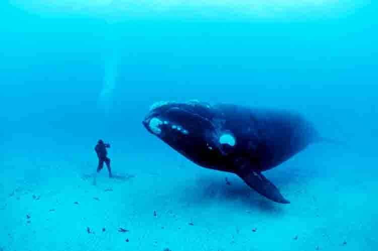Right Whale - Paus terbesar di dunia sepanjang sejarah yang semburannya membantuk huruf V