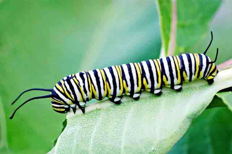 Larva Molting - Kupu-kupu berkembang biak dengan cara tahapan ketiga
