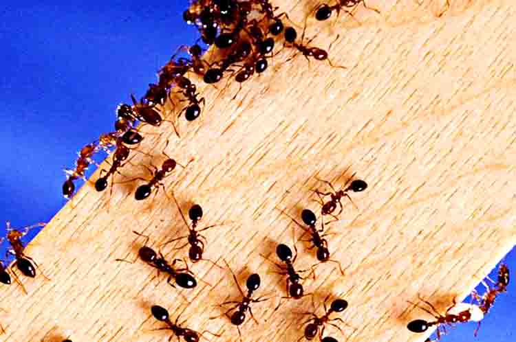 Tepung Maizena - Cara menghilangkan semut merah di kamar dengan bahan masakan