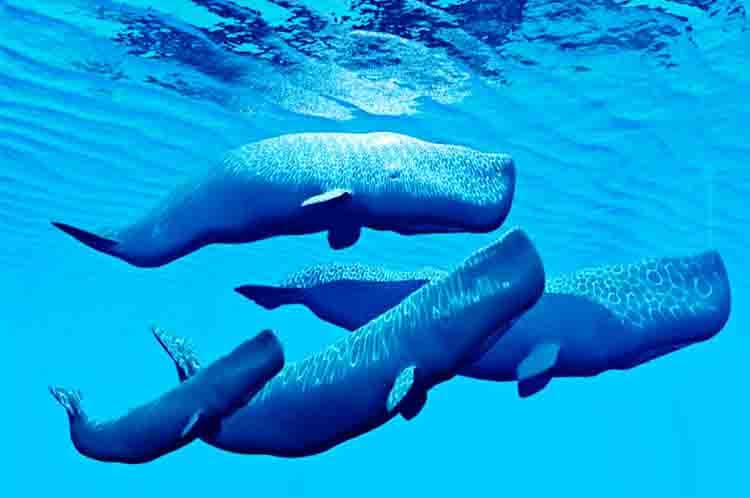 Orca Whale - Paus terbesar di dunia sepanjang sejarah yang terkenal sebagai pembunuh