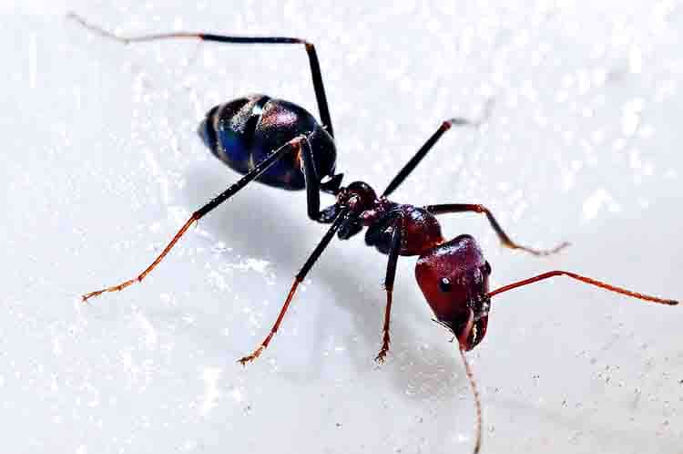 Mekanisme Pernapasan Semut - Semut bernapas dengan alat pernapasan yang dibutuhkan prosedur biologisnya