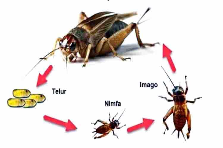 Pengertian Metamorfosis Jangkrik - Apakah yang dimaksud dengan metamorfosis serangga jenis jangkrik?