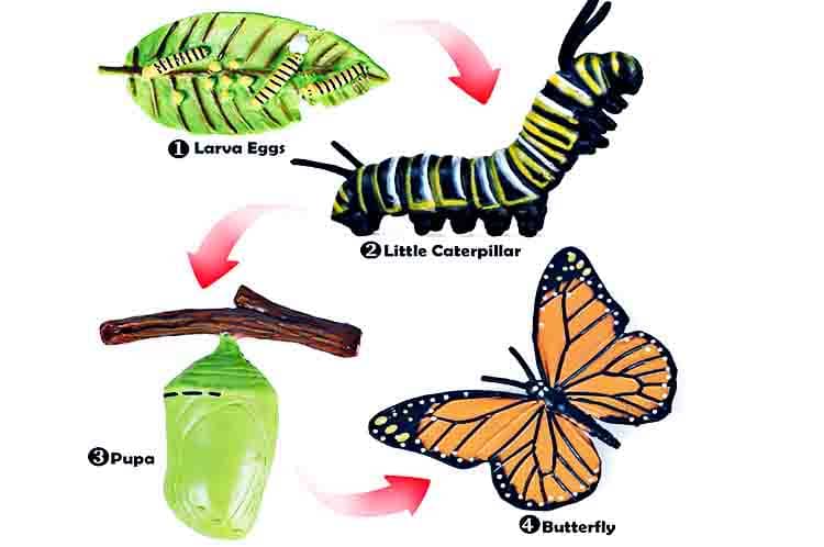 Imago - Kupu-kupu berkembang biaknya melakukan cara tahapan ketujuh