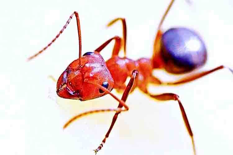 Obat Penyemprot Nyamuk - Cara mengusir semut merah di kamar dengan bahan terbaik