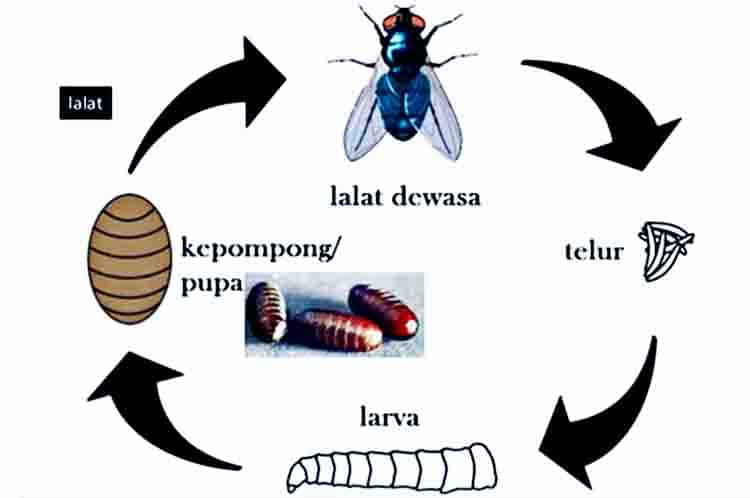 Pengertian Metamorfosis Lalat - Apakah yang dimaksud dengan metamorfosis hewan lalat?